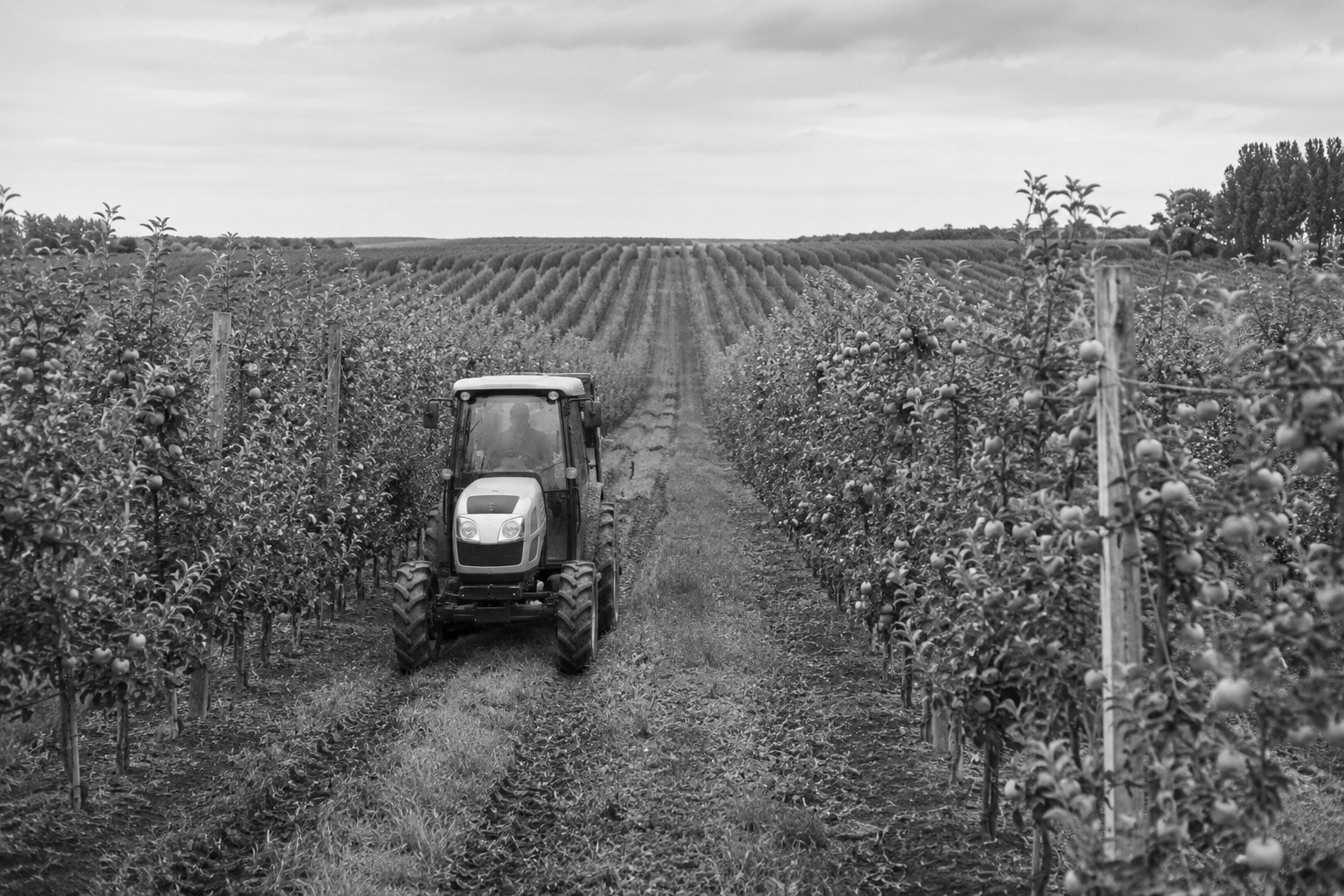 Orchard and vineyard use case